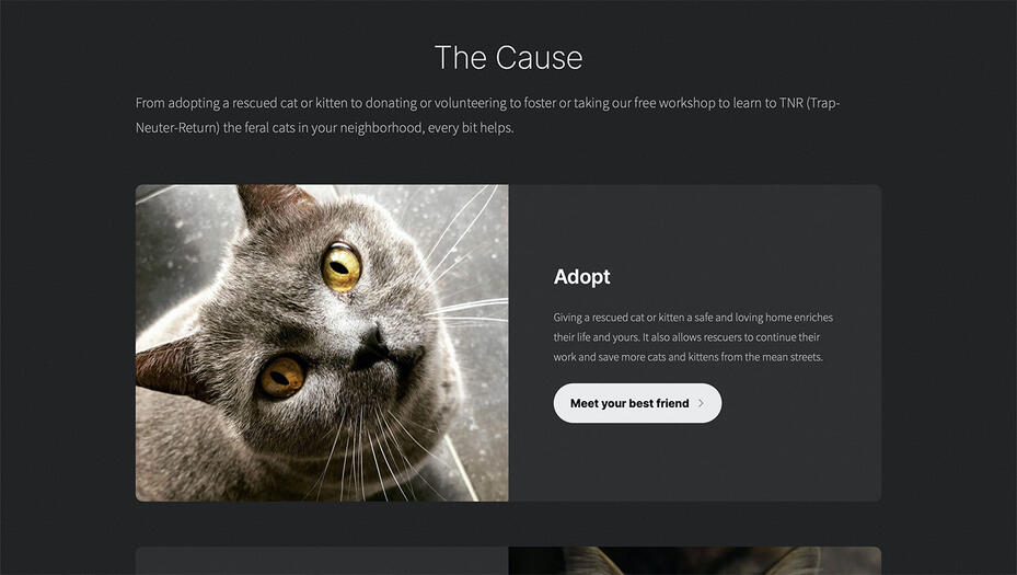 Screenshot of the Forgotten Angels Cat Rescue Adoption section link featuring a grey cat looking up into the camera.