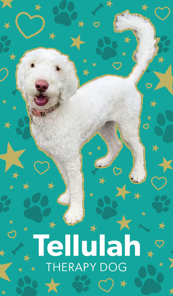 Image of the front side of Tellulah the Therapy Dog's business card featuring a shot of her standing proud surrounded by gold stars and teal paw prints.