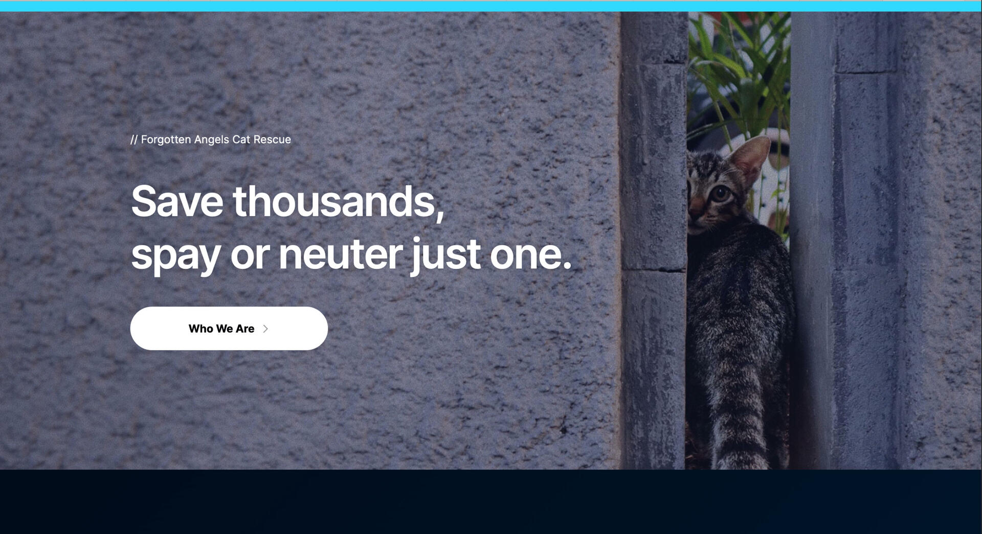 Screenshot of a stray tabby cat in an alleyway.