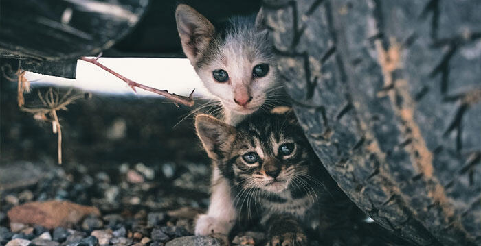 Image of two kittens hiding under a car by Jonathan Ansel Moy de Vitry via Unsplash.