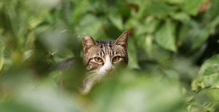 A tabby community cat with an ear tip sitting in the leaves.
